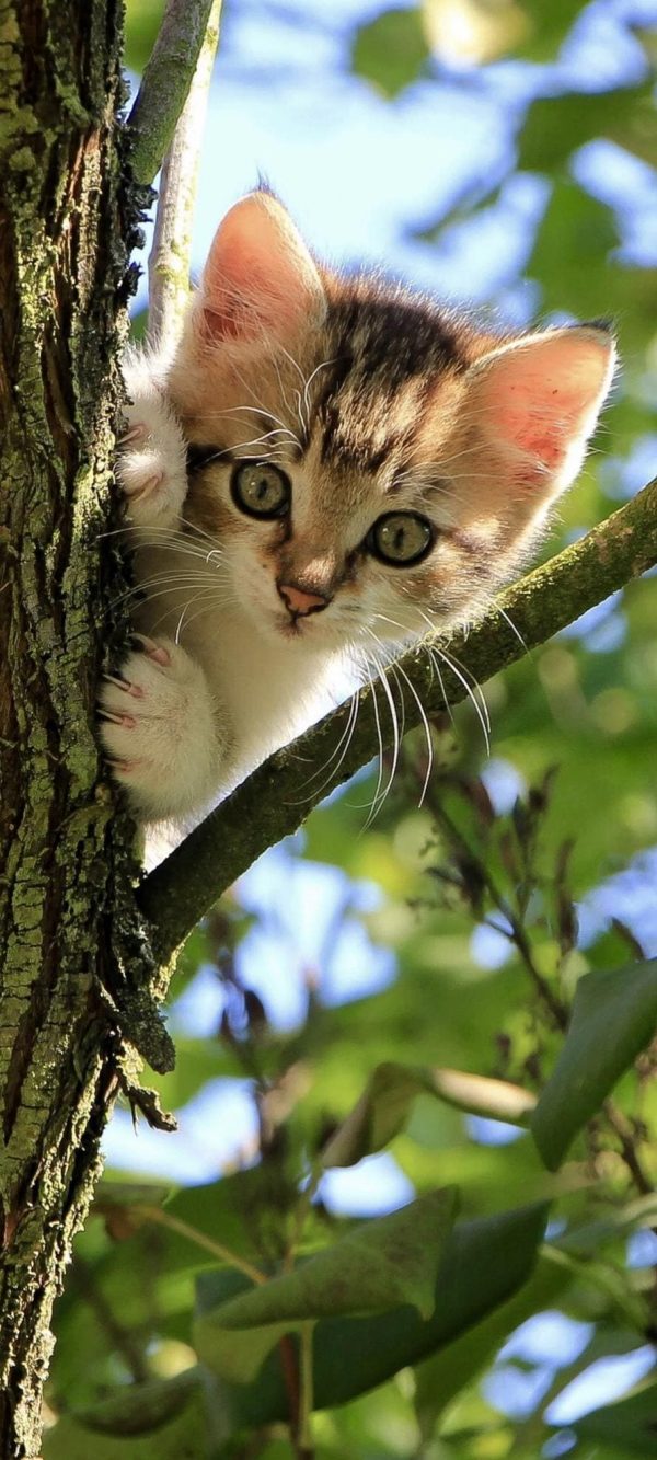 Kattunge i Träd